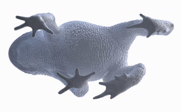 Toad Image